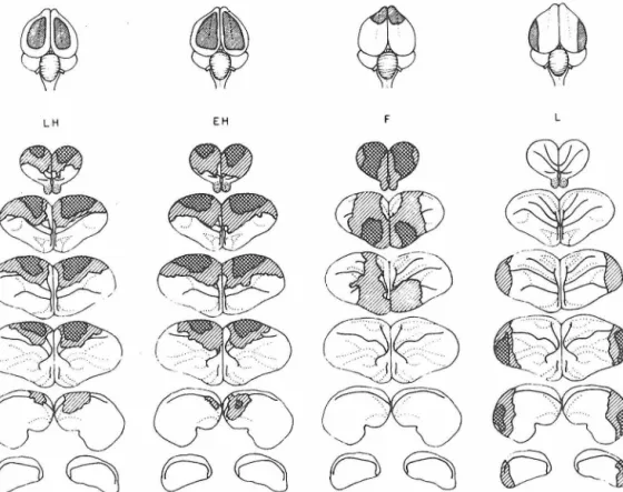 Figure  5.  Top  row:  Dorsal  views  or ablations  studied  in  Sections  A and  B.  Below:  Serial  cross-sections  showing  ranges  of  ablations