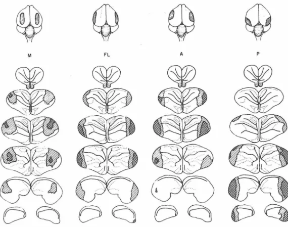 Figure  6.  Top:  dorsal  views  of  the  four  subdivisions  of  the  lateral  region  studied  in  Section  c