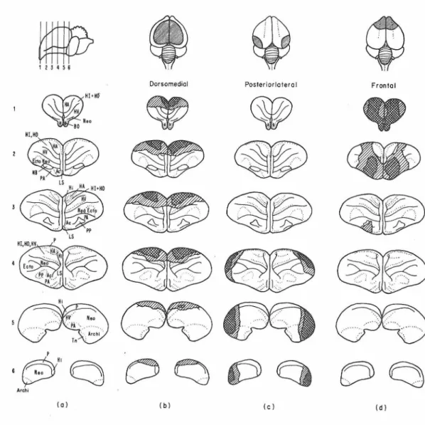 Figure  8.  Serial  cross-sections  through  the  brain  of a  4-day 