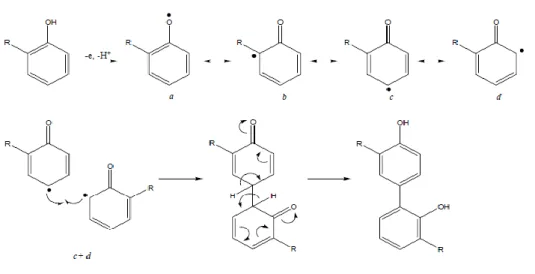 Gambar 4. Reaksi pembentukan dan penggabungan radikal fenoksil (Bruneton,  1999). 