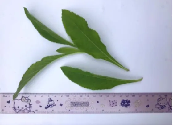 Gambar 9. Daun Elephantopus mollis Kunth 