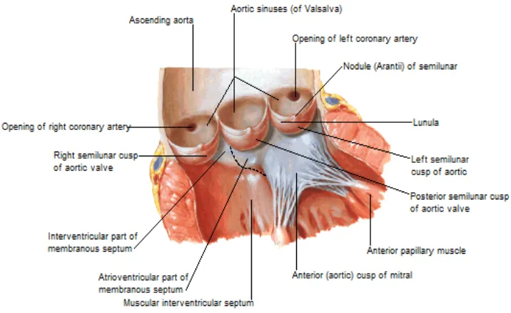 Gambar 1. Pergerakan dari PEO menuju jantung (panel atas) dan migrasi serta         diferensiasi mesenkim (panel bawah)   