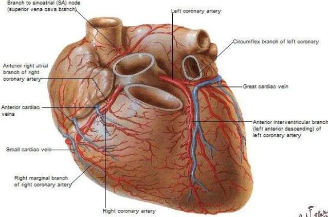 Gambar 6. Vena-vena jantung 