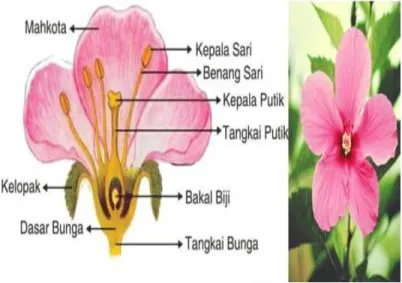 Gambar 37. Morfologi bunga 