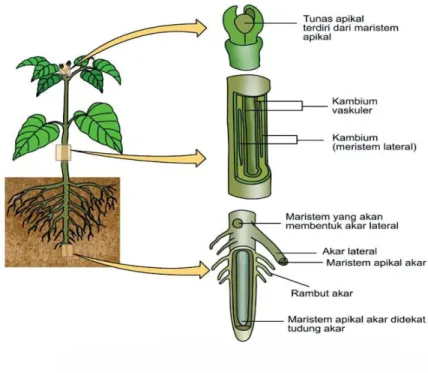 Gambar 3. Jaringan meristem 