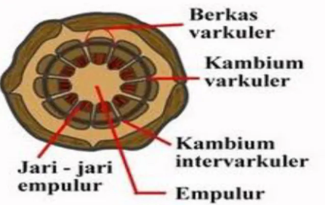 Gambar 7. Letak kambium vaskuler dan intervaskuler 