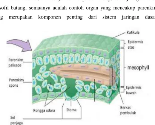 Gambar 9. Jaringan dasar pada struktur anatomi daun 
