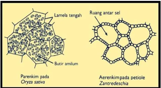 Gambar 10. Jaringan parenkim 