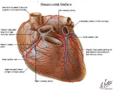 Gambar 13. Arteri coronaria dan Vena cardia  