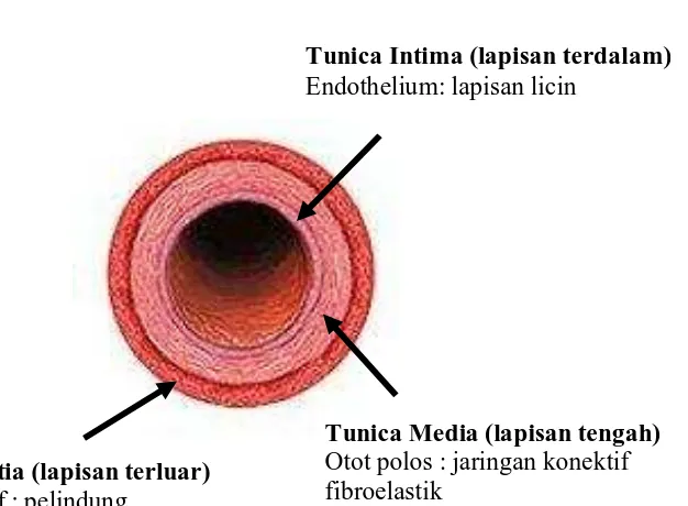 Gambar 1. Sruktur dinding arteri terdiri dari 3 lapisan 