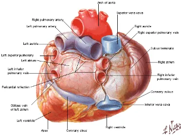 Gambar 8. Jantung dilihat dari arah basis 