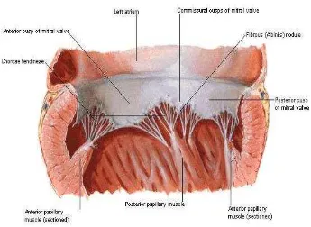 Gambar 9. Valvula bicuspidalis/mitralis pada atrium-ventrikel kiri 