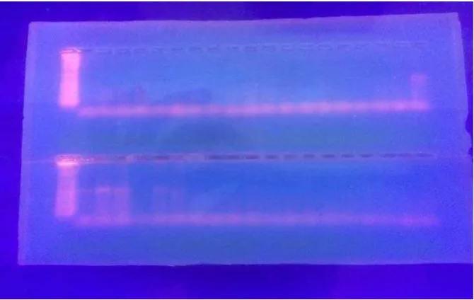Gambar 4. Hasil Elektroforesis DNA hasil ekstraksi E. Kamerunicus dan kutu beras (S. oryzae)
