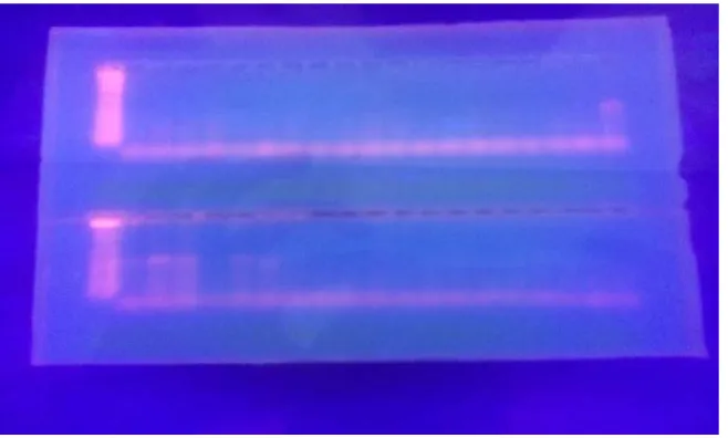 Gambar 7. Hasil Elektroforesis DNA hasil PCR tahap selektif amplifikasi sampel E.  kamerunicus dan kutu beras (S