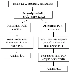 Gambar 3. Perbandingan prosedur PCR konvensional dan real time. Sumber : (Hewajuli dan Dharmayanti, 2014)