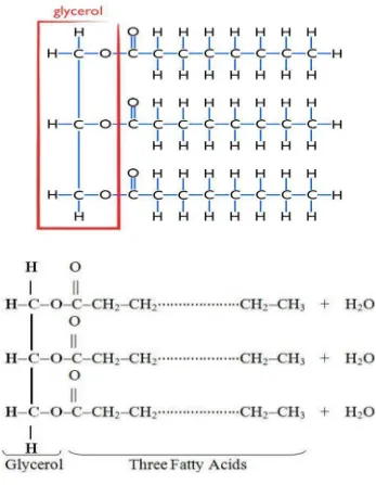 Gambar 2.3 Struktur Kimia Trigliserida 