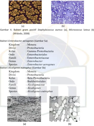 Gambar 4. Bakteri gram positif Staphylococcus aureus (a), Micrococcus luteus (b) 