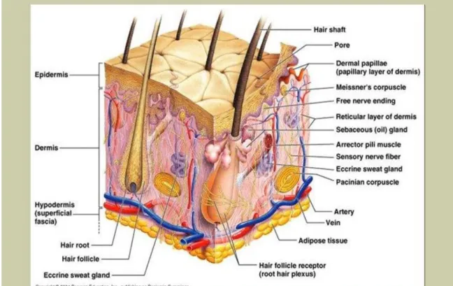 Gambar 1. Struktur mikroskopis kulit