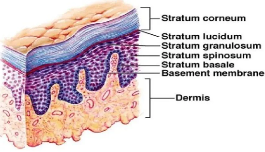 Gambar 2. Diagram dari kulit yang memperihatkan struktur di dalam dermis