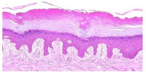 Gambar 3. Pandangan mikroskop dari kulit ari Warna kulit