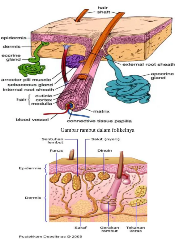 Gambar contoh-contoh ujung akhir saraf sensori yang terdapat di dalam kulit