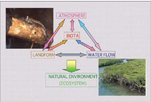 Gambar 2.1.  Skema ekosistem (umpan–balik antar komponen)  mangrove (sumber: Mazda et al., 2007)  