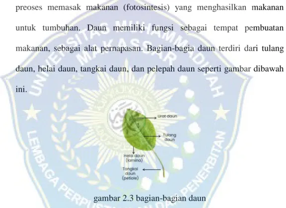 gambar 2.3 bagian-bagian daun 