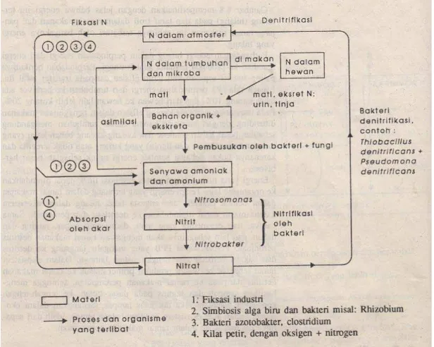 Gambar 1. Mekanisme pengikatan nitrogen  