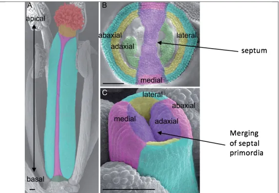 Figure 1: Gynoecium development and septum formation.  (A) Scanning  electron micrograph of a mature gynoecium