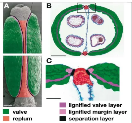 Figure 2: Differentiated Cell Types in Arabidopsis  fruit.  A) Scanning electron micrograph (SEM) of a  wild type fruit, colored to specify fruit regions