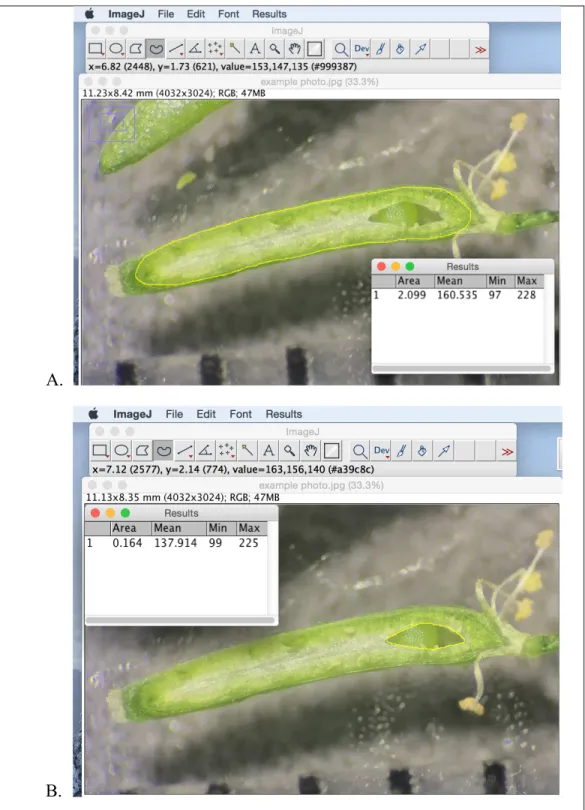 Figure 5: Procedure for determining the percentage of the septum area  missing in each fruit
