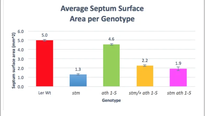 Figure 7: Average septum surface area per genotype in mm 2 .  The wild type fruit  had, on average, a septum surface area of 5.0 mm 2 