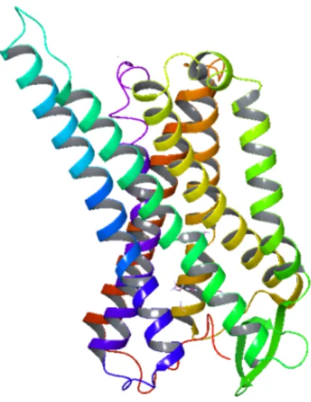 Figure 3: The three-dimensional structure of the μ-opioid receptor model  5C1M used in this study (12)