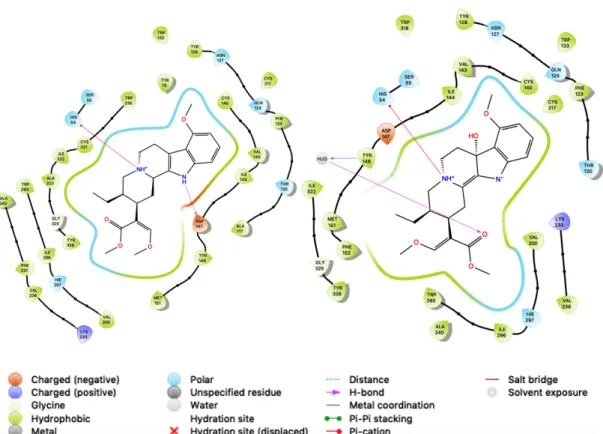 Figure 5: The ligand-receptor interaction diagrams for mitragynine (left) and 7- 7-hydroxymitragynine (right) 