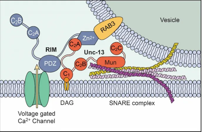 Figure 1. Diagram of the SNARE complex and associated proteins located in the  presynaptic neuron