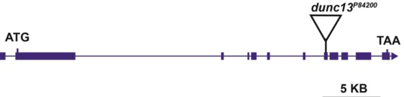Figure 2. Diagram of the location of the transposable element insertion site on the 4 th chromosome, which inhibited expression of Dunc13