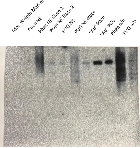 Figure 2. Western blot analysis of HIF-1α in nuclear and cytoplasmic extracts 