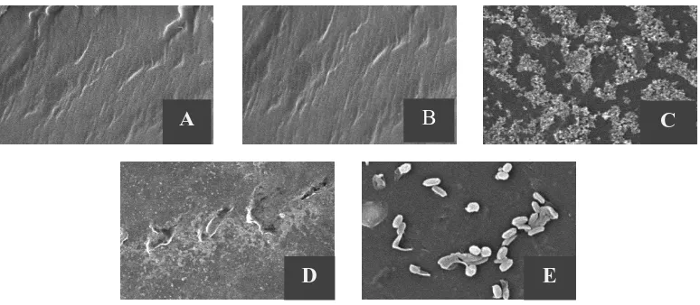 Gambar 3. Hasil uji SEM Lembaran LDPE dengan Perbesaran 5000x (A) Kontrol awal (B)  Kontrol 4 minggu (C) Perlakuan dengan Isolat bakteri SP2 inkubasi selama 4 minggu  (D) Perlakuan dengan isolat bakteri SP4 inkubasi selama 4 minggu (E) Sel bakteri melekat pada permukaan LDPE Dari Gambar 3 dapat dilihat bahwa pada lembaran plastik yang diberikan 
