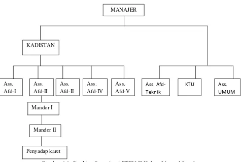 Gambar 4.1. Struktur Organisasi PTPN II Kebun Limau Mungkur 