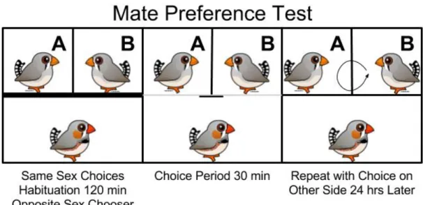 Figure 3: Illustration of mate preference tests conducted with gynandromorph lineage  Data Management and Statistics 