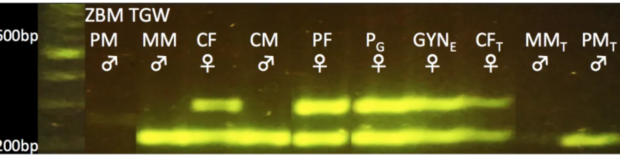 Figure 7: ZBM gene is present in control female (CF) tissue, progeny female (PF) tissue,  progeny female gonads, gynandromorph (GYN) egg, and control female tail feathers