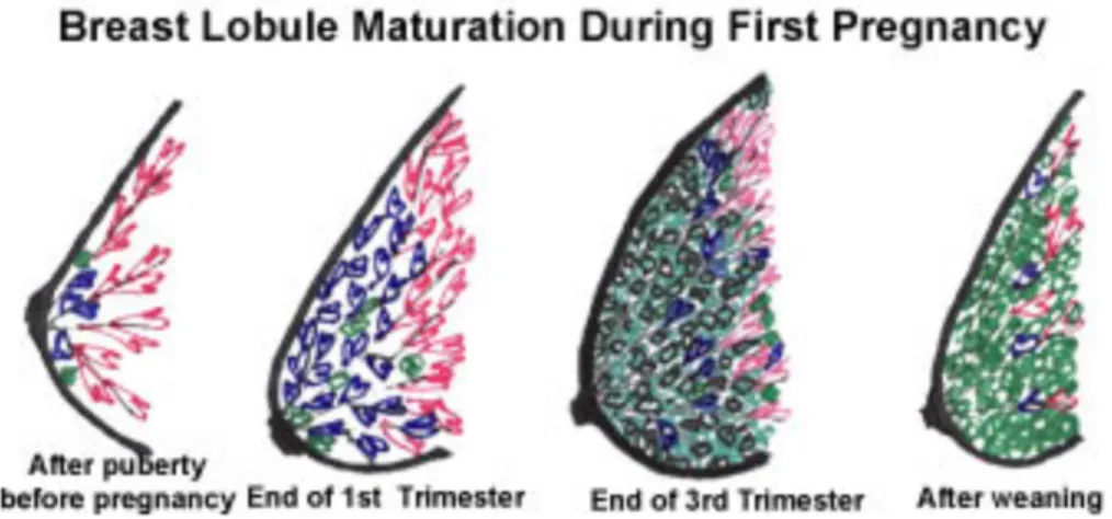 Figure   I:   Lobule   Maturation—Figure   compares   the   lobule   changes   that    occur   throughout   pregnancy