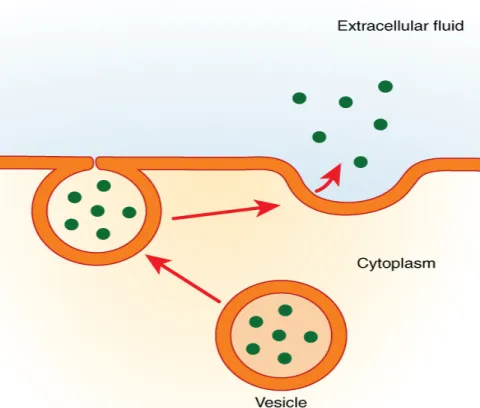 Figure   K:   Exocytosis   of   Milk   Components—Figure   shows   the   process   of    exocytosis,   one   of   five   pathways   by   which   some   components   of   milk   are    excreted   into   the   lumen   of   lobules