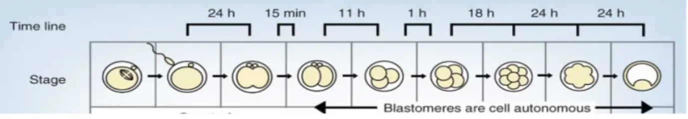Figure 2: Blastocyst Development Timeline (Wong, et. al, 2010) 