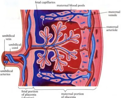 Figure 4: Feto-placental circulation (Murthi, et al., 2014) 