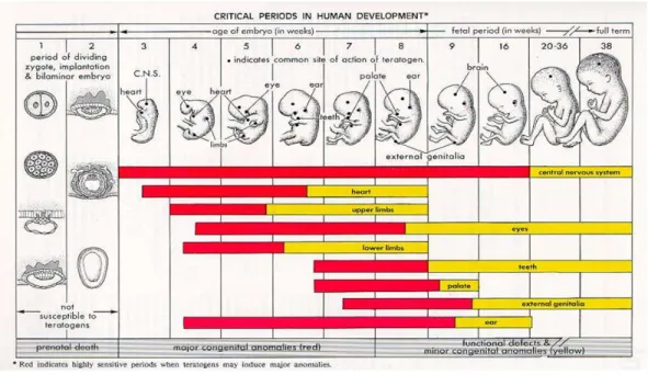 Figure 5: Timeline of Milestones in Fetal Development (National Organization of Fetal Alcohol Syndrome,  2004) 