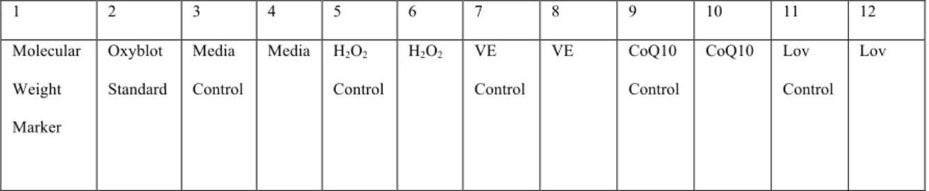 Table 8: Lane layout for second SDS-PAGE gel.  