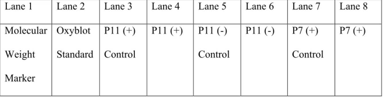 Table 7: Lane layout for first SDS-PAGE gel 