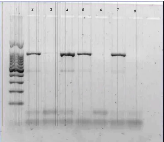 Figure 4. Gel image of amplified CO1 gene. Column 1 was the DNA ladder. The dark  bands around 900-bp in columns 2, 4, 5, and 7 confirmed the presence of PCR product