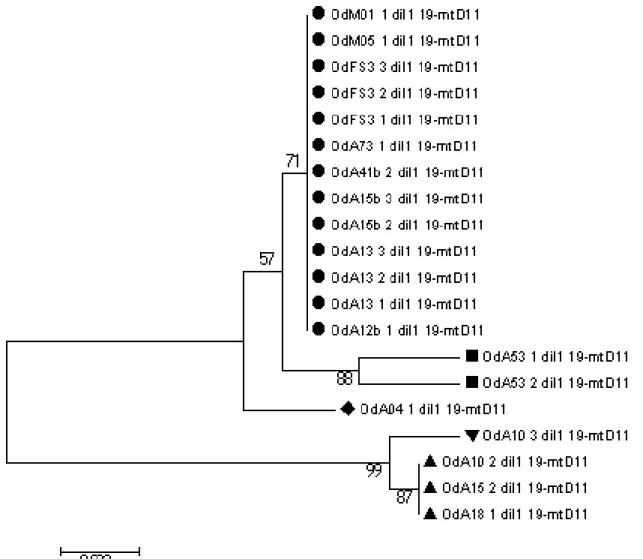 Figure 5. Phylogenetic tree of mitochondrial DNA sequences (CO1 gene). Each symbol  designates a genetic group